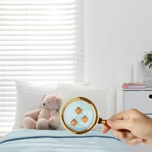 Bed Bug Treatment