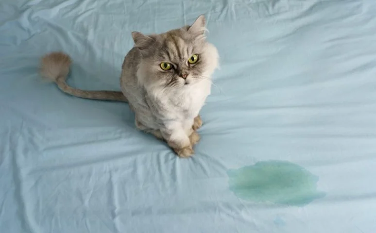 The Ultimate Guide to Finding the Best Cat Urine Remover for Carpet